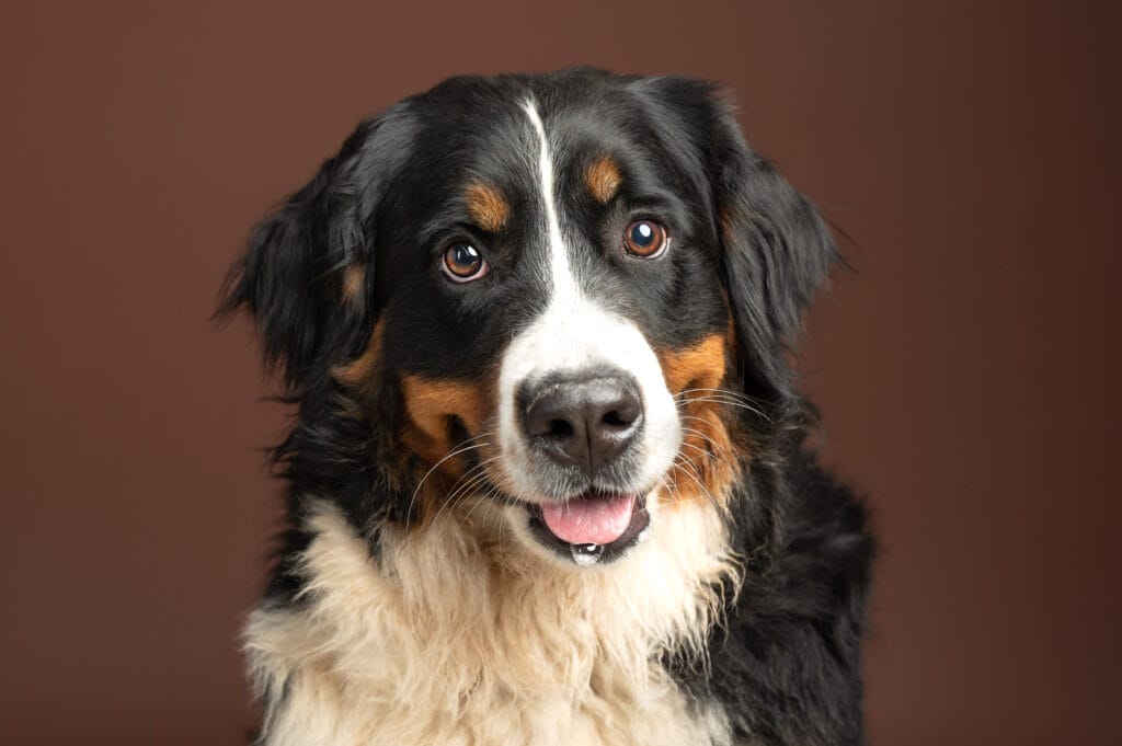 mini seance photo chien et chat - studio photo chenôve